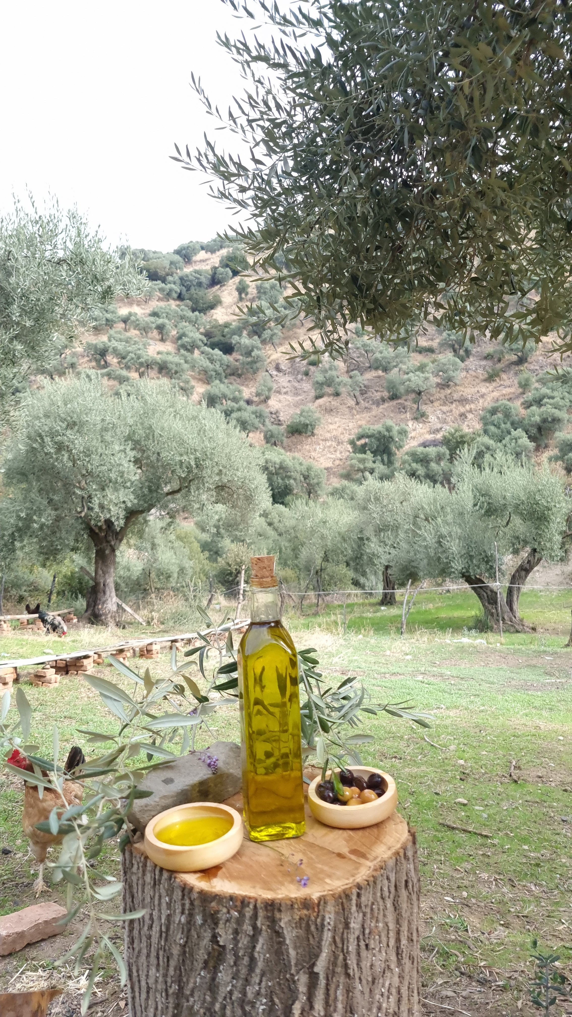 Köşk - Soğuk Sıkım Zeytinyağı