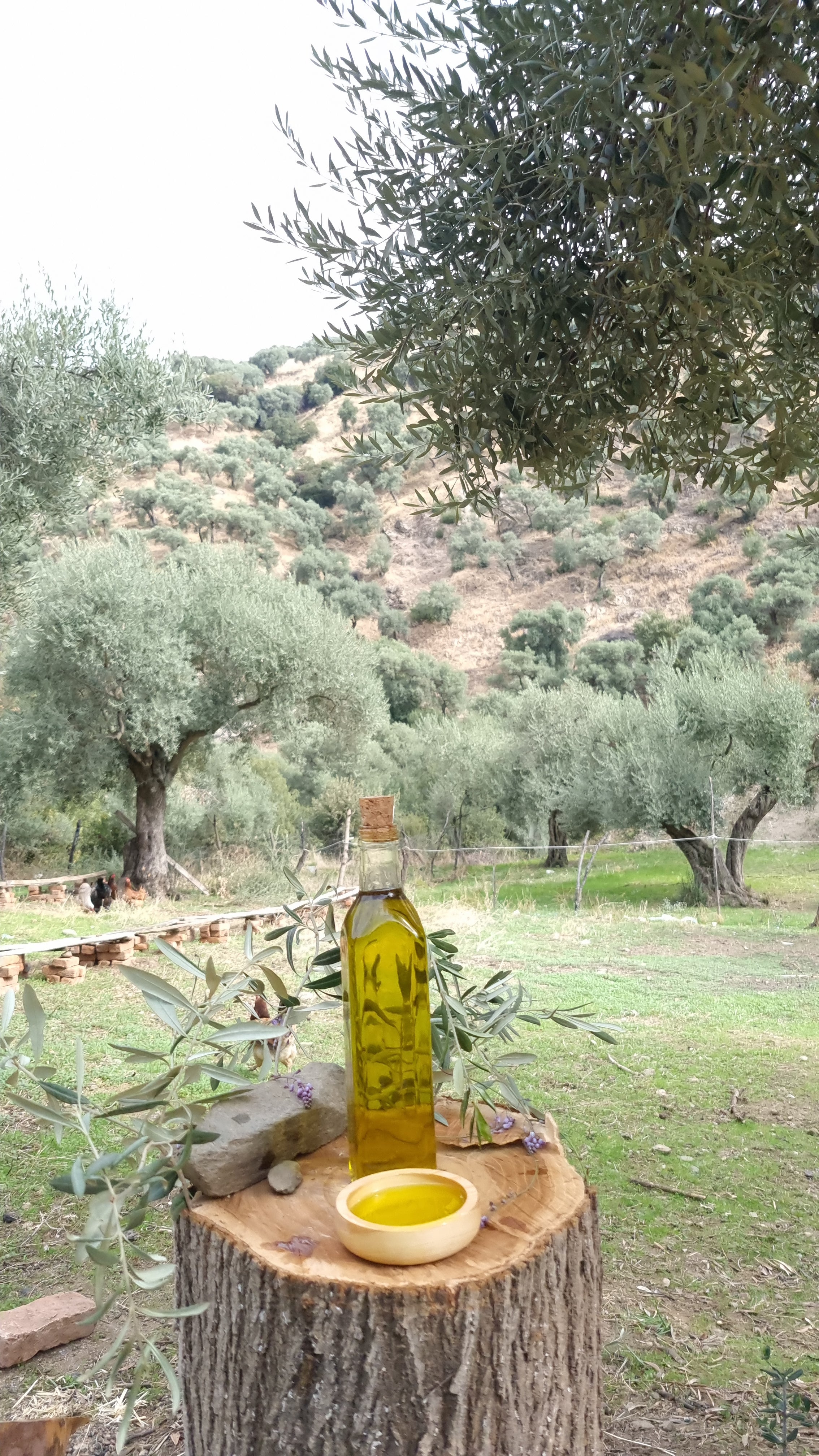 Köşk - Soğuk Sıkım Zeytinyağı