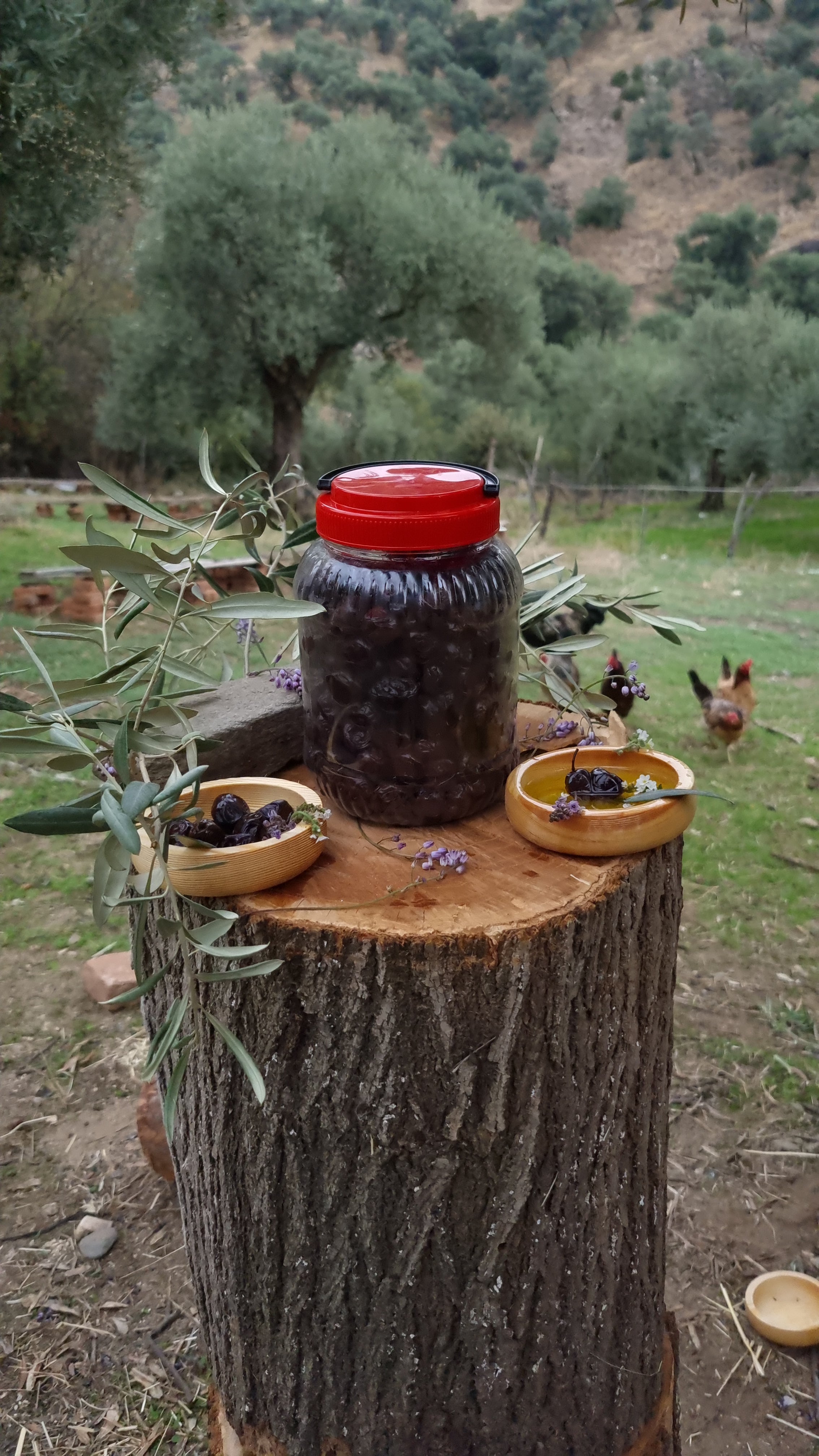 Köşk - Siyah Zeytin