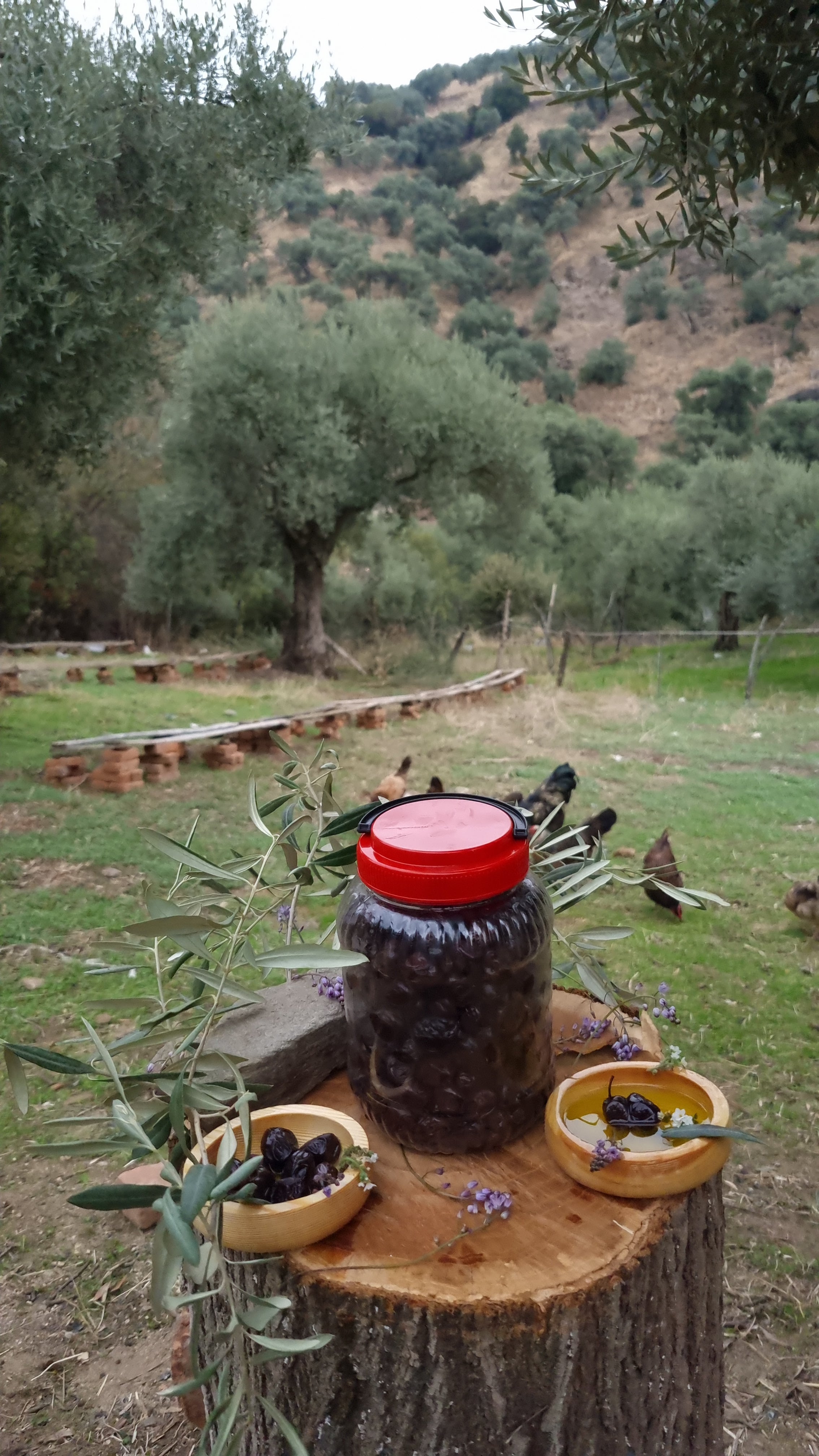 Köşk - Siyah Zeytin