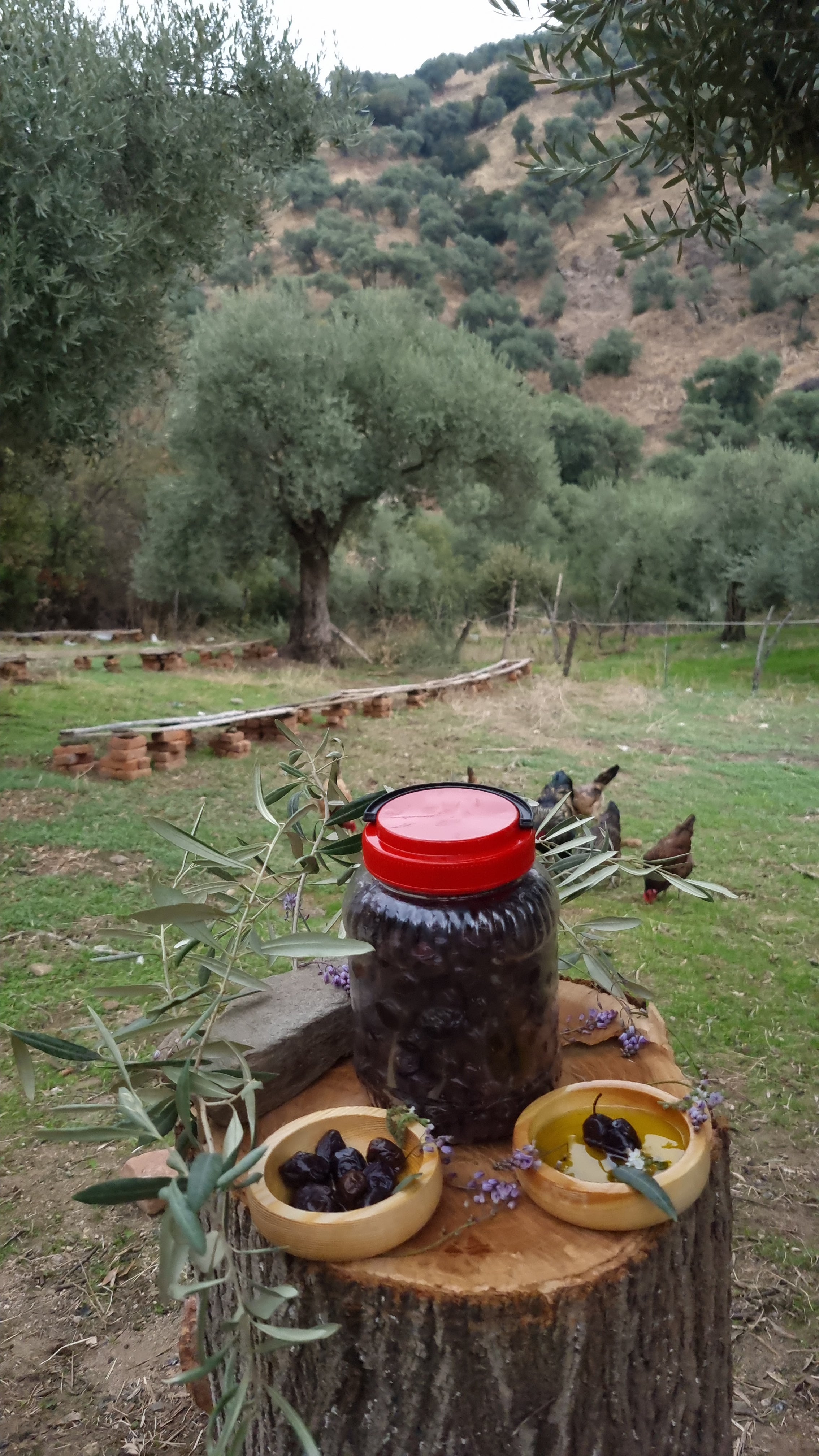 Köşk - Siyah Zeytin