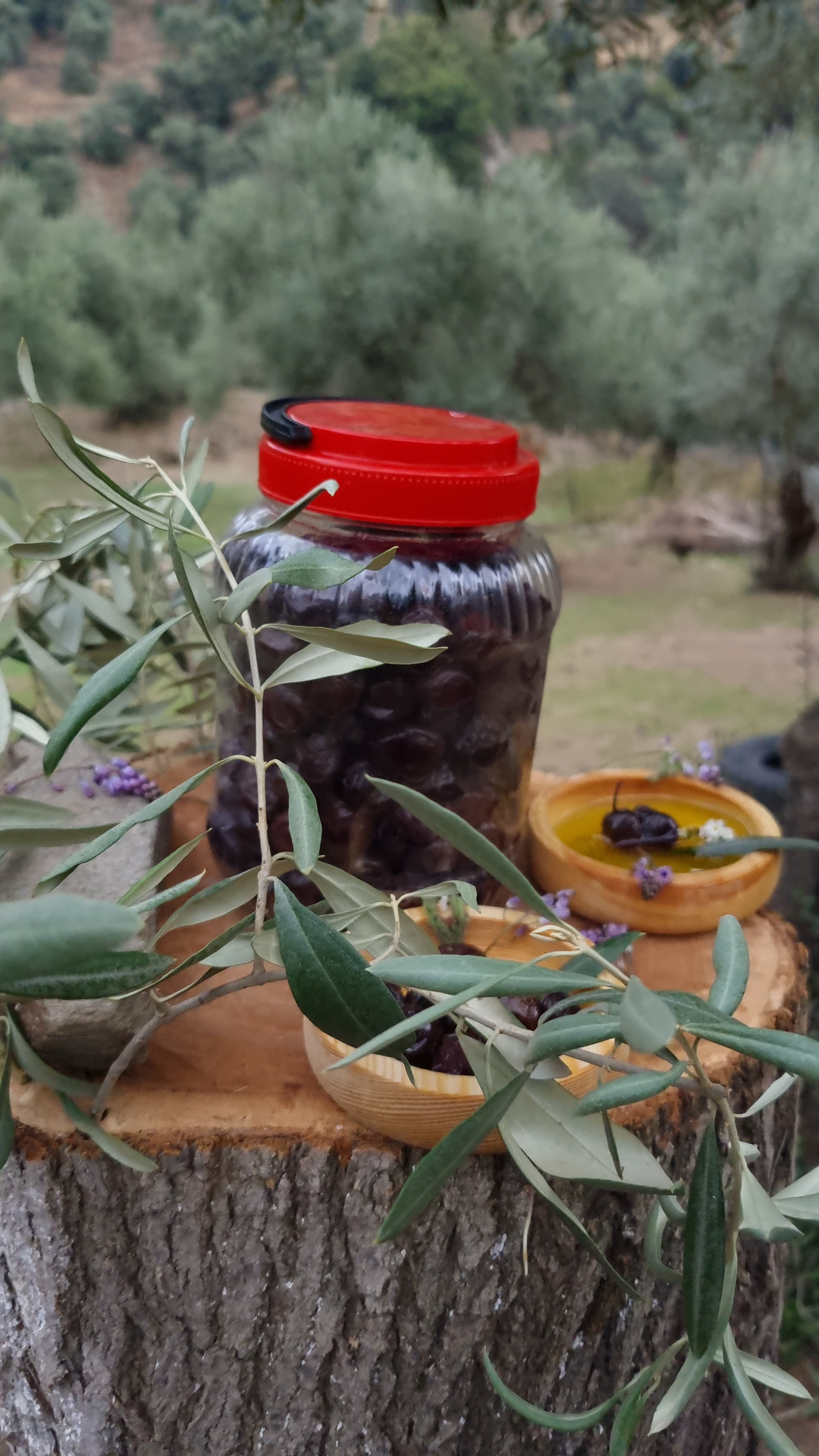 Köşk - Siyah Zeytin