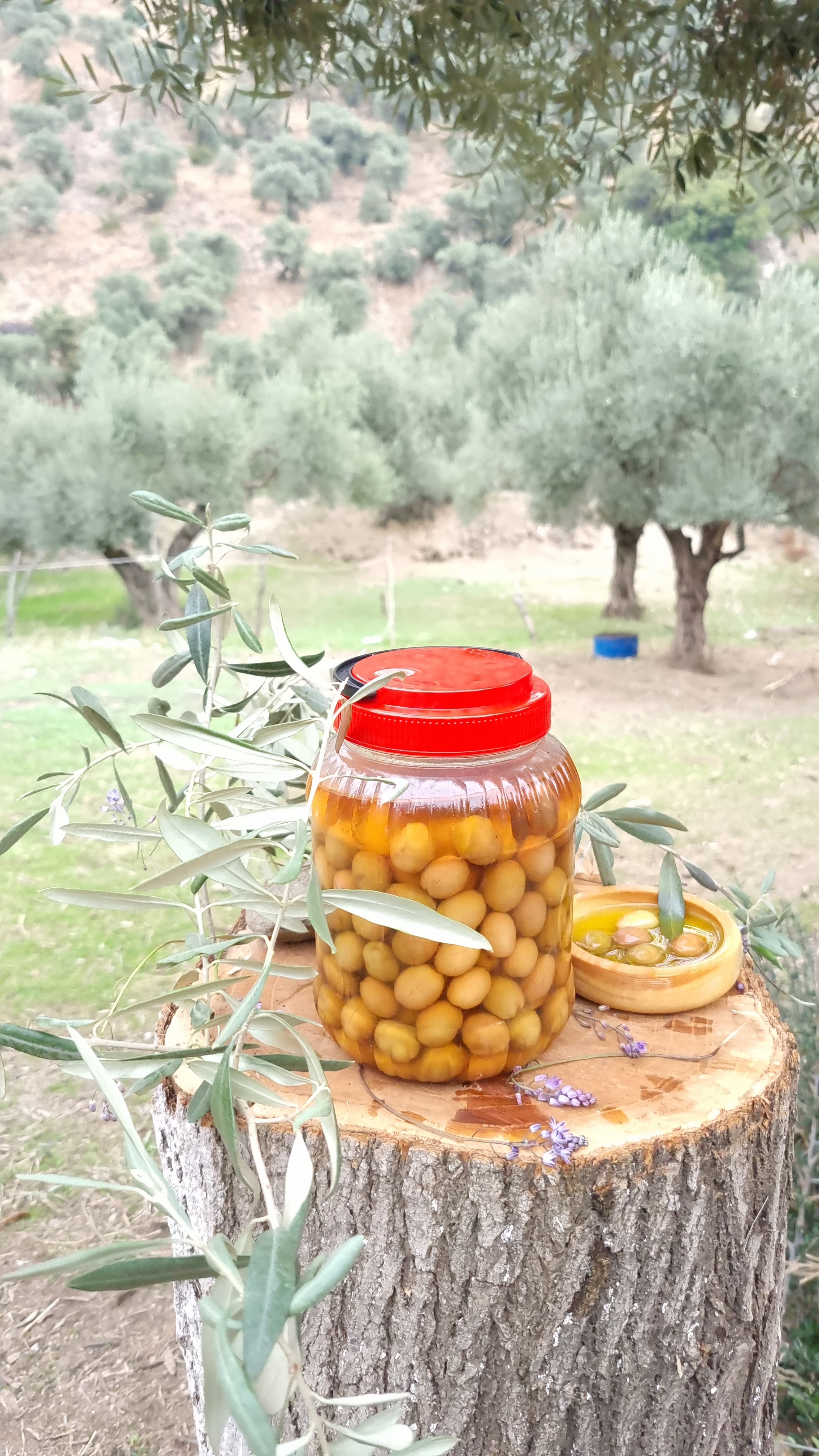 Köşk - Yeşil Zeytin