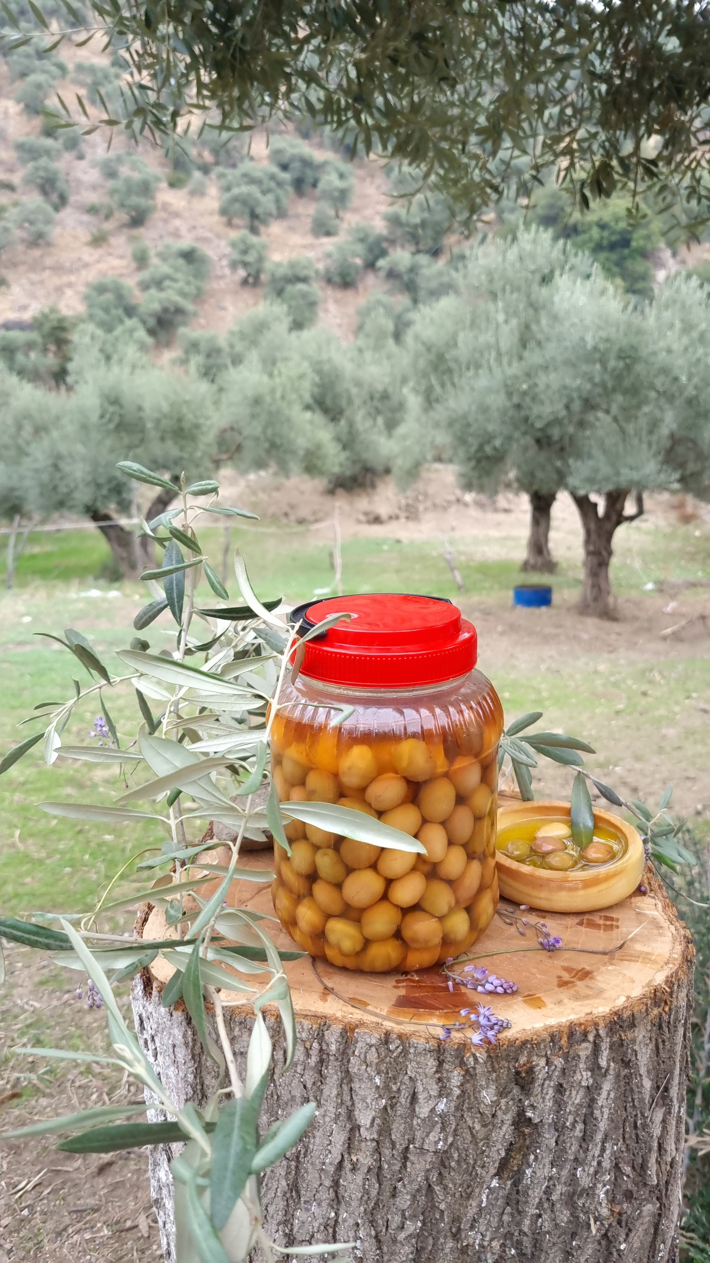 Köşk - Yeşil Zeytin