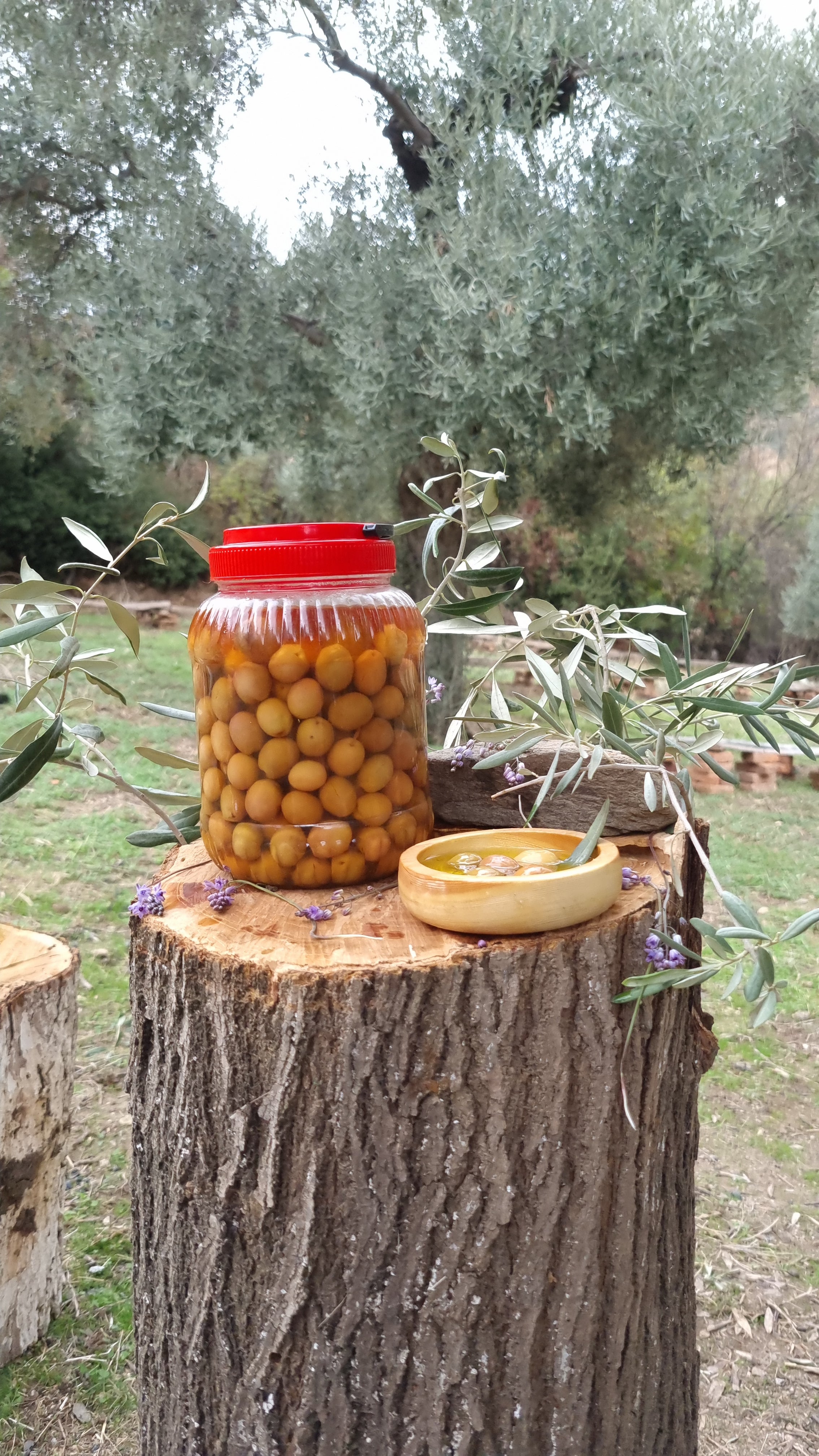 Köşk - Yeşil Zeytin