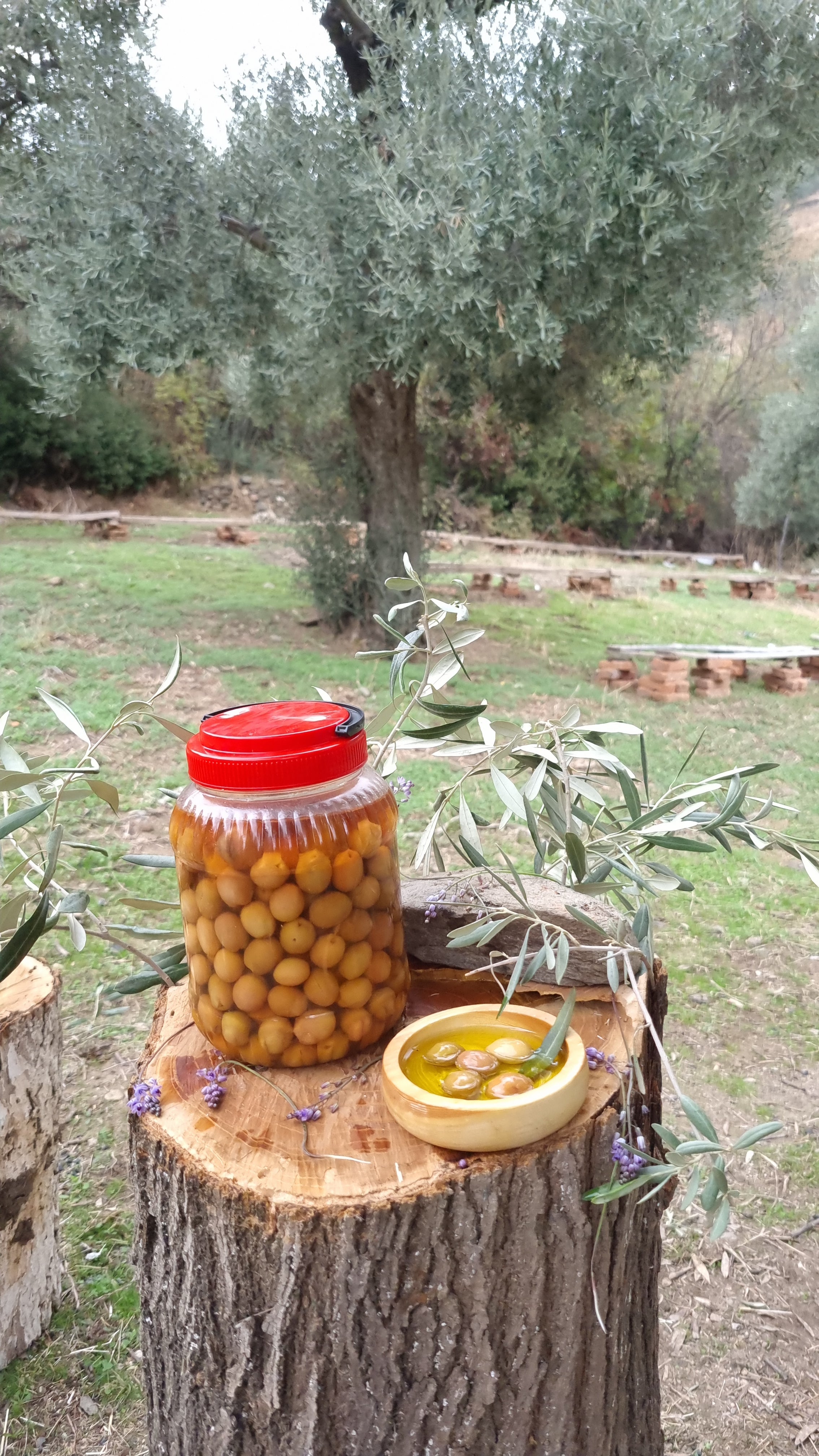Köşk - Yeşil Zeytin