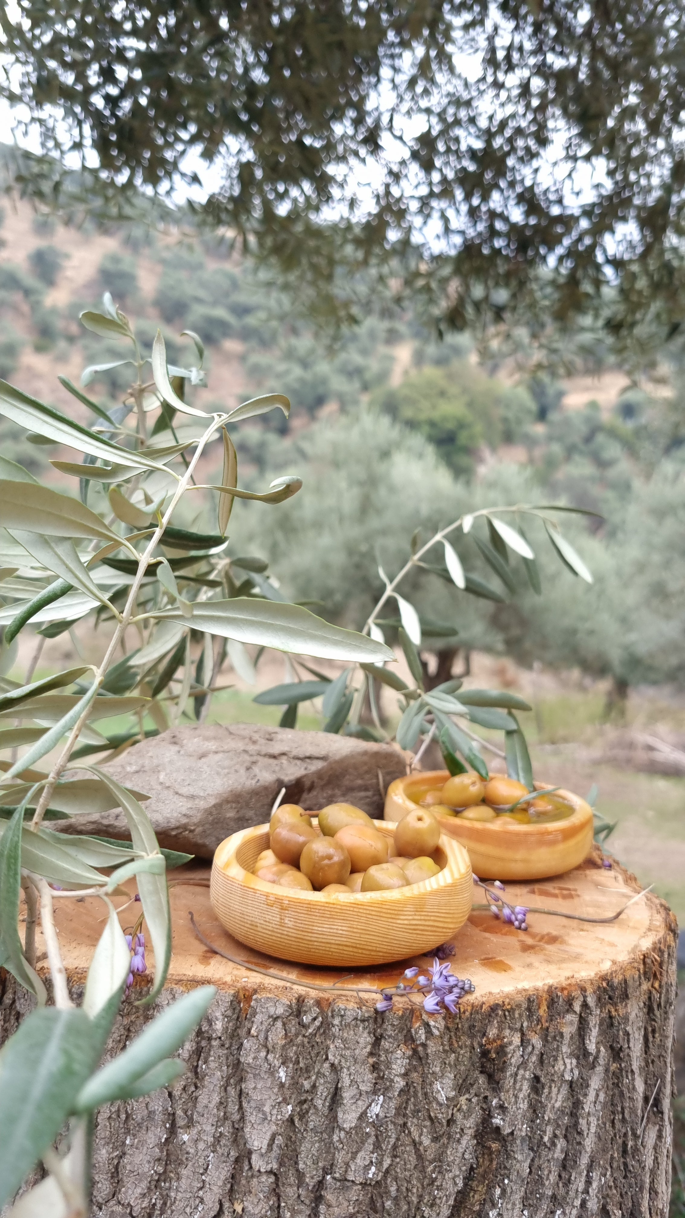 Köşk - Yeşil Zeytin