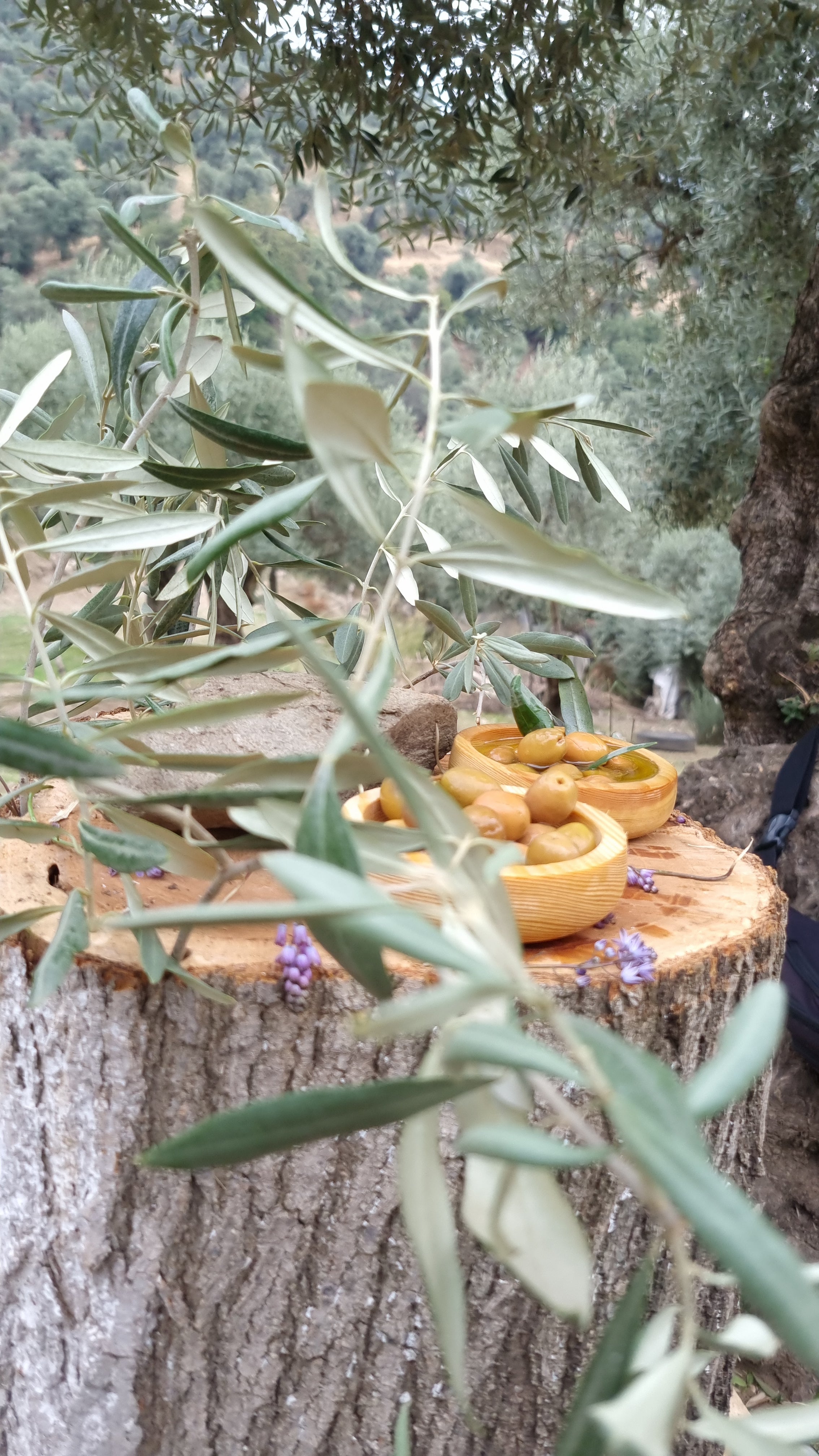 Köşk - Yeşil Zeytin