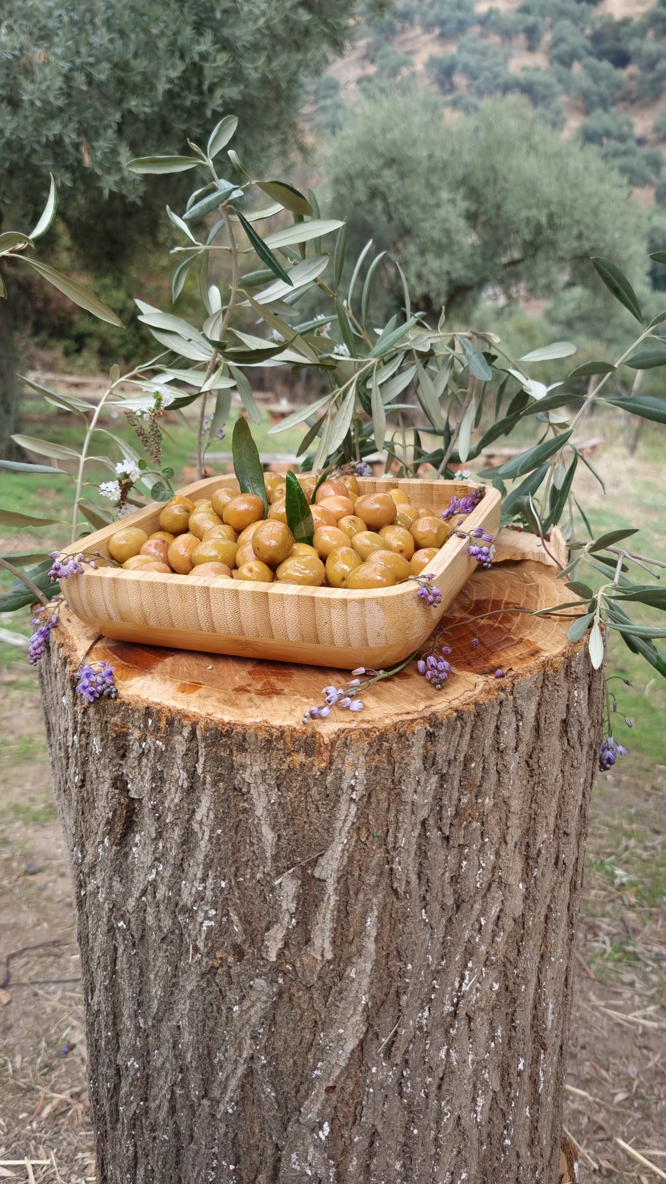Köşk - Yeşil Zeytin