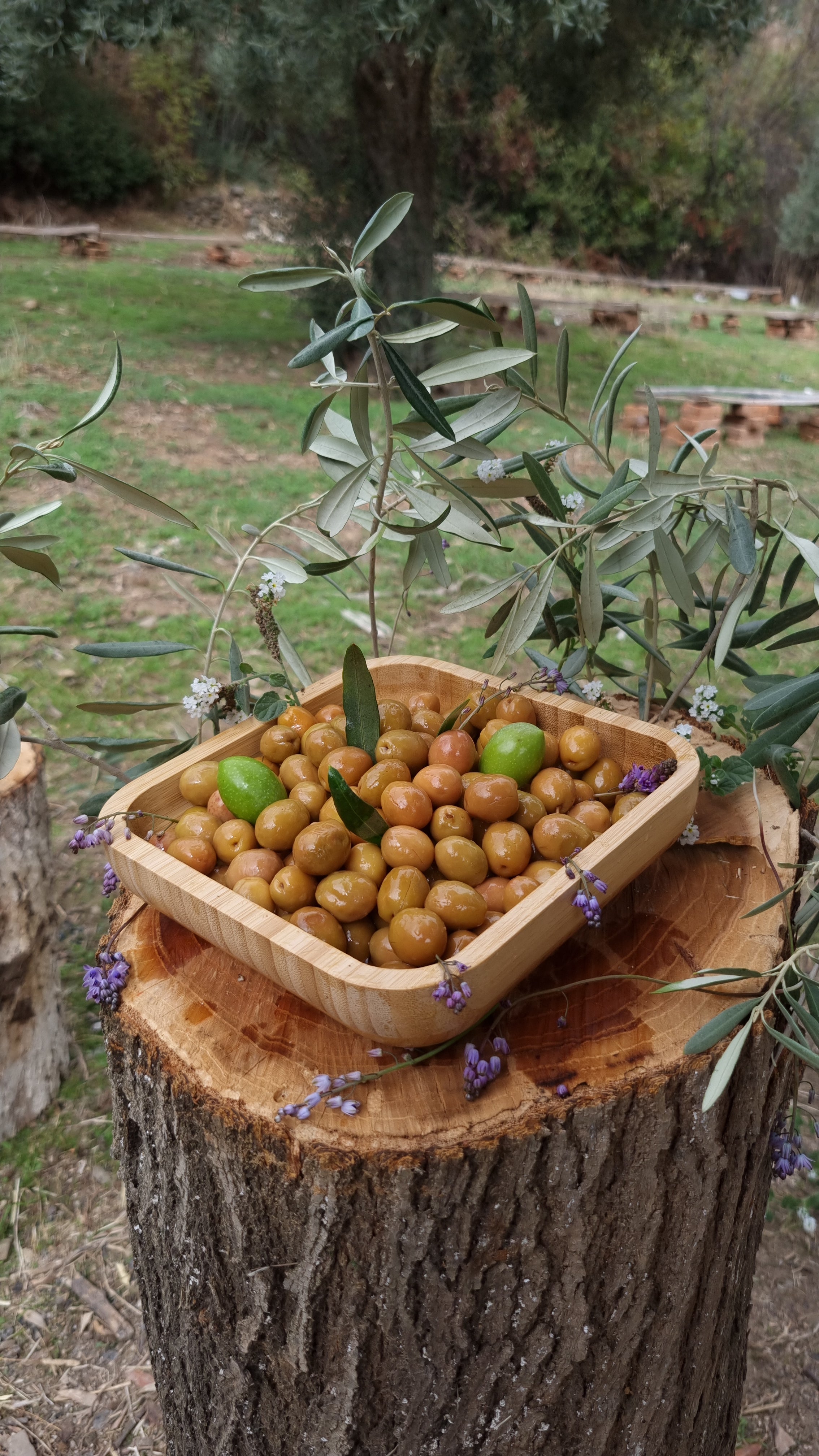 Köşk - Yeşil Zeytin