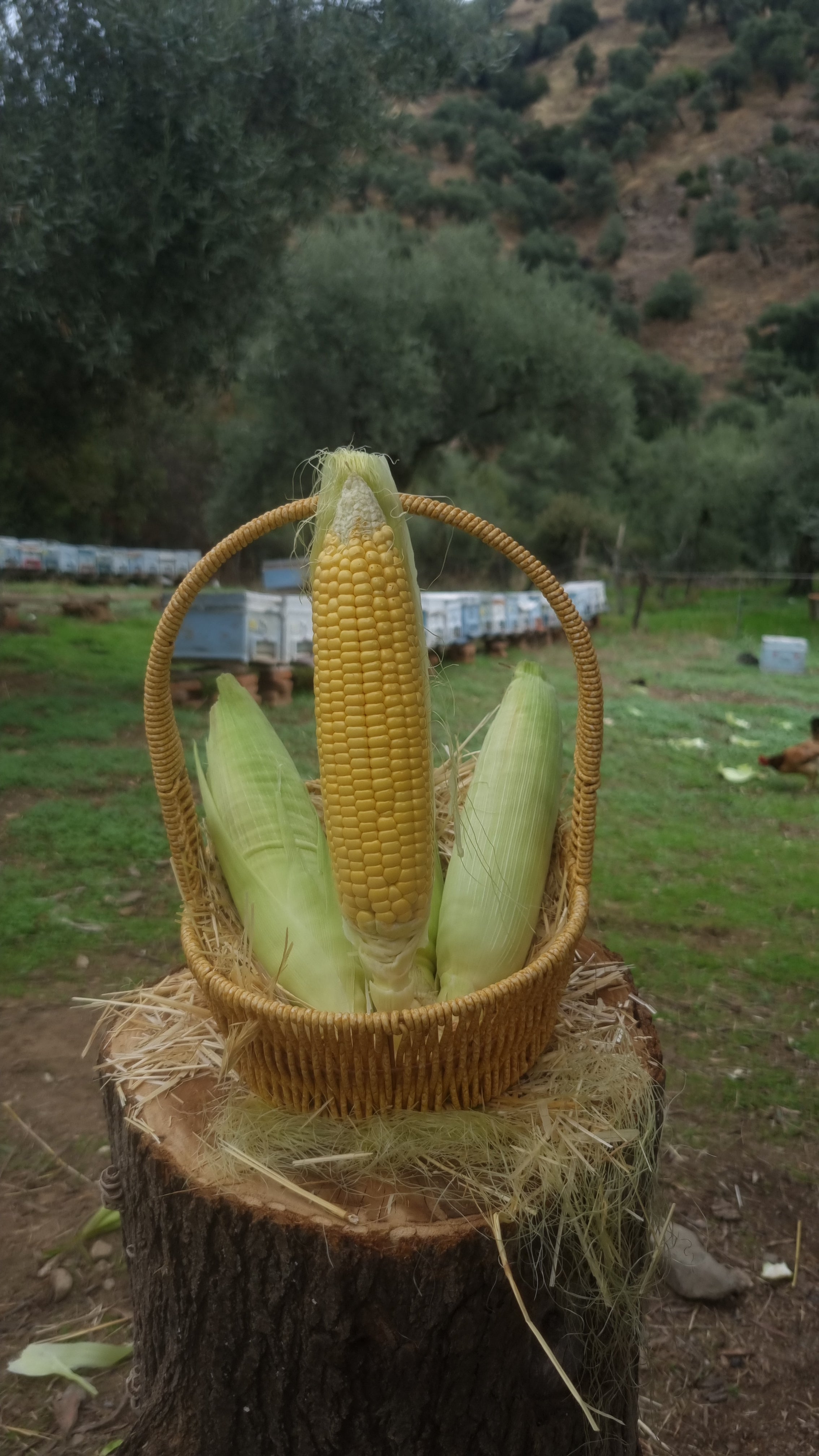 Köşk - Mısır (1 KG)